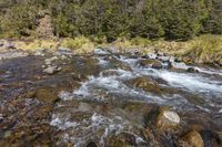 the river flowing over rocks through a dense forested area next to a forest - covered hillside