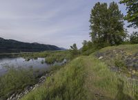 the view over the water in a river, and the forest behind it has some grass, rocks, trees, and plants around it