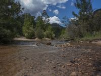 River Landscape with Vegetation on the Bank