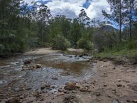 the brown river has rocks and sand on it in front of many trees, which has some clouds in the sky