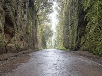 Road Asphalt Wet Forest on a Gloomy Day