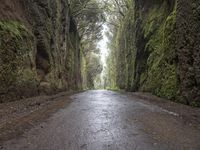 Road Asphalt Wet Forest on a Gloomy Day