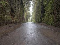 Wet Forest on a Gloomy Day: Road Asphalt 003