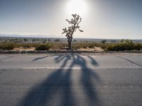 Road Through California's Desert Landscape