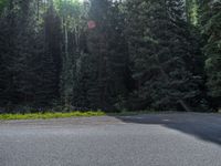 an asphalt road in the middle of a forest, with evergreen trees in the background