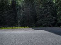 an asphalt road in the middle of a forest, with evergreen trees in the background