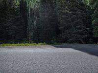 an asphalt road in the middle of a forest, with evergreen trees in the background