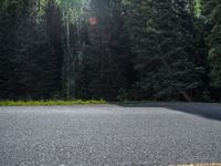 an asphalt road in the middle of a forest, with evergreen trees in the background