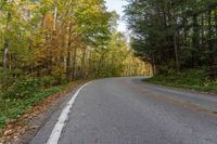 a curve on a road between trees with leaves on the ground and grass along either side of it