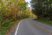 a curve on a road between trees with leaves on the ground and grass along either side of it