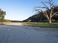 a dead tree stands at the side of a road next to a dirt road and large grassy area