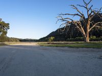 a dead tree stands at the side of a road next to a dirt road and large grassy area