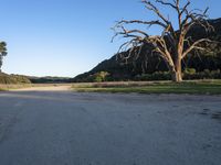 a dead tree stands at the side of a road next to a dirt road and large grassy area