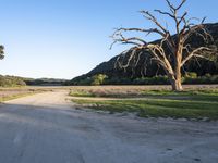 a dead tree stands at the side of a road next to a dirt road and large grassy area