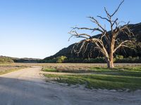 a dead tree stands at the side of a road next to a dirt road and large grassy area