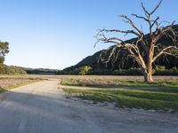 a dead tree stands at the side of a road next to a dirt road and large grassy area