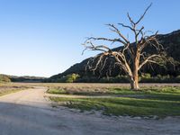 a dead tree stands at the side of a road next to a dirt road and large grassy area