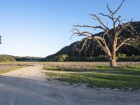 a dead tree stands at the side of a road next to a dirt road and large grassy area