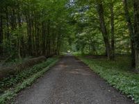 a narrow road winding through the forest with lots of trees on both sides and a gravel path leading it