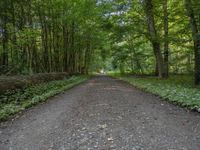 a narrow road winding through the forest with lots of trees on both sides and a gravel path leading it