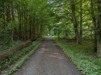 a narrow road winding through the forest with lots of trees on both sides and a gravel path leading it