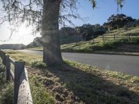 a wooden fence separates the road and grassy field between two trees on a hillside with hills in the background