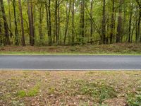 an empty road running through trees and grass in the woods area of an open space