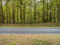 an empty road running through trees and grass in the woods area of an open space