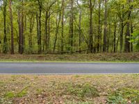 an empty road running through trees and grass in the woods area of an open space