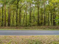 an empty road running through trees and grass in the woods area of an open space