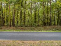 an empty road running through trees and grass in the woods area of an open space