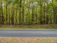 an empty road running through trees and grass in the woods area of an open space