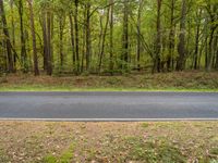 an empty road running through trees and grass in the woods area of an open space