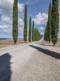 a long line of trees lined up along a road in tuscan italy, during the day