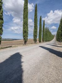 a long line of trees lined up along a road in tuscan italy, during the day