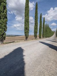 a long line of trees lined up along a road in tuscan italy, during the day