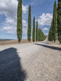 a long line of trees lined up along a road in tuscan italy, during the day