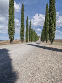 a long line of trees lined up along a road in tuscan italy, during the day