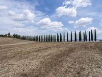 a row of trees along a street next to a field of tall grass and dry weeds