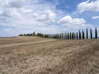 a row of trees along a street next to a field of tall grass and dry weeds