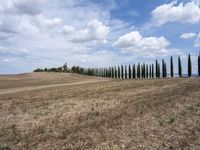 a row of trees along a street next to a field of tall grass and dry weeds