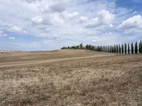 a row of trees along a street next to a field of tall grass and dry weeds