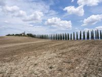 a row of trees along a street next to a field of tall grass and dry weeds