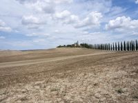 a row of trees along a street next to a field of tall grass and dry weeds