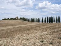 a row of trees along a street next to a field of tall grass and dry weeds