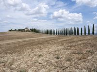 a row of trees along a street next to a field of tall grass and dry weeds