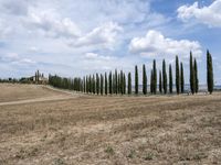 a row of trees along a street next to a field of tall grass and dry weeds