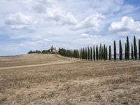 a row of trees along a street next to a field of tall grass and dry weeds