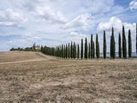 a row of trees along a street next to a field of tall grass and dry weeds