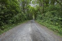 a road is lined with green trees and bushes along it that divide the two sides